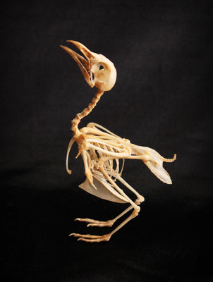 Esqueleto pájaro (Coturnix Japonica) Bird skeleton