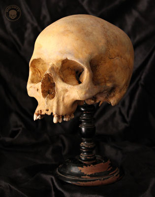 Cráneo con peana vintage / Skull with vintage base