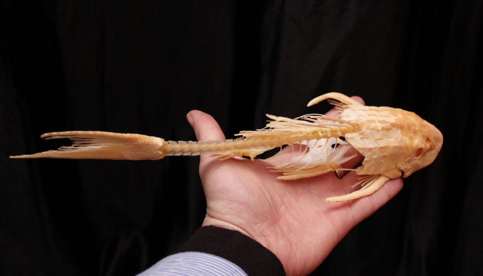 Esqueleto "Pez Diablo" - Hypostomus Plecostomus - Skeleton