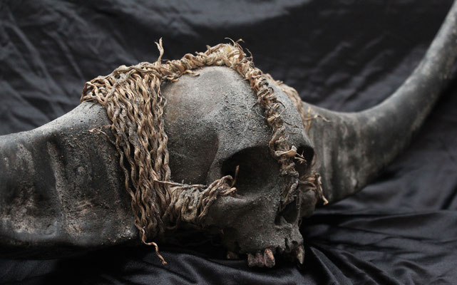 Cráneo Naga (R) Naga Skull