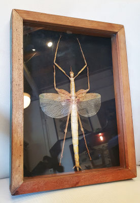 Impresionante cuadro Phasmatodea