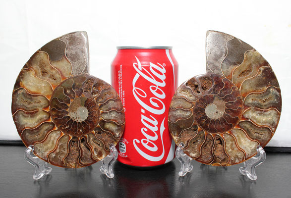 Ammonite fosil (cortado en dos caras)