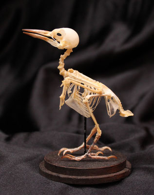 Esqueleto de pájaro ( Dinopium javanense ) Bird skeleton