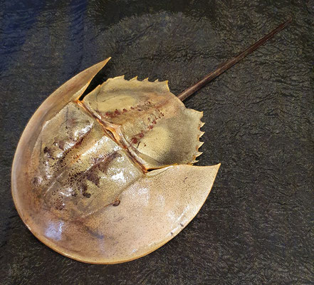 Cangrejo Herradura / Horseshoe Crab