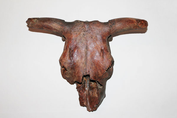 Antiguo Cráneo toro (Bos Taurus)