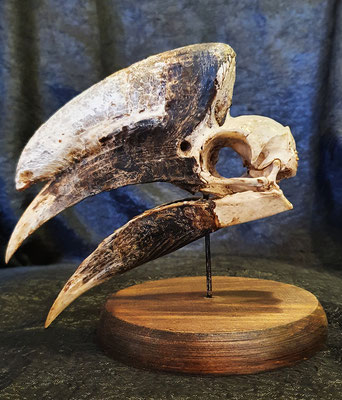 Cráneo / Skull - Hornbill (Bucerotinae)