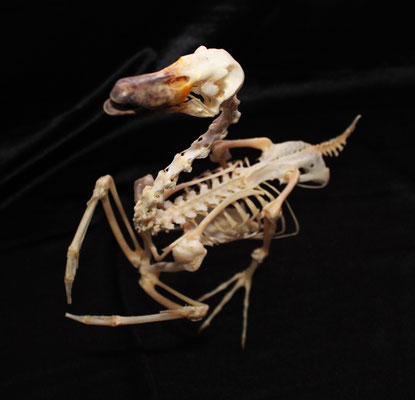 Esqueleto de Pato (ANAS PLATYRHYNCHOS) Duck Skeleton