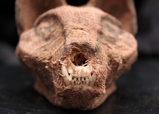 Cabeza gato momificada Egipcia (Oddities) - Réplica