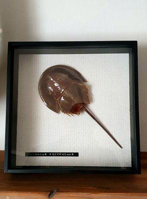 Cangrejo herradura enmarcado / Framed Horseshoe Crab