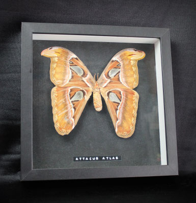 ATTACUS ATLAS enmarcado / framed