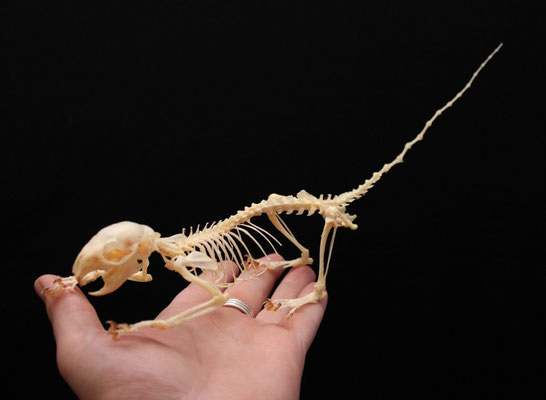 Esqueleto ardilla (callosciurus notatus) Squirrel skeleton