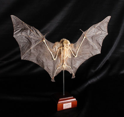 Murciélago (Cynopterus) Bat
