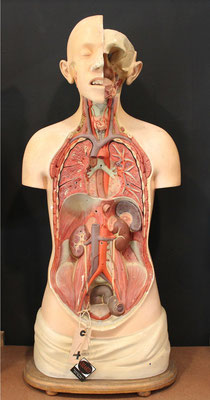 Antique anatomical model / Antiguo modelo anatomico (Oddities)