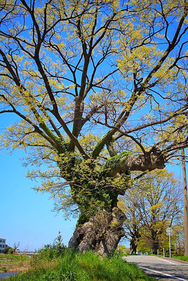 七ツ屋対岸、梅沢町の榎木の大木。