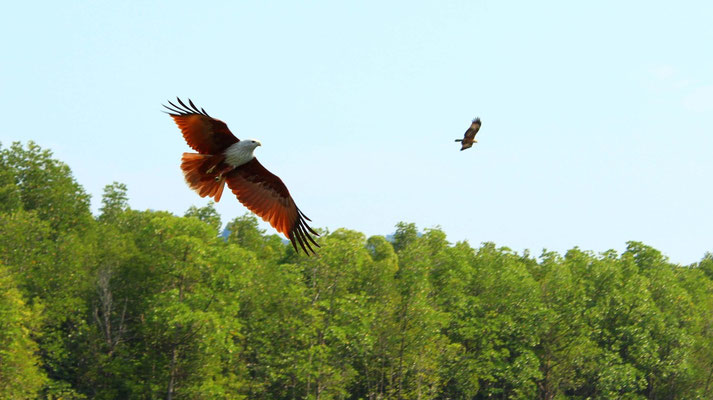 Langkawi-Adler