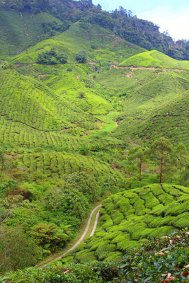 Cameron Highlands -Teeplantage