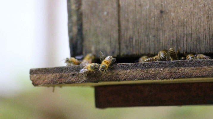 Bienen Farm