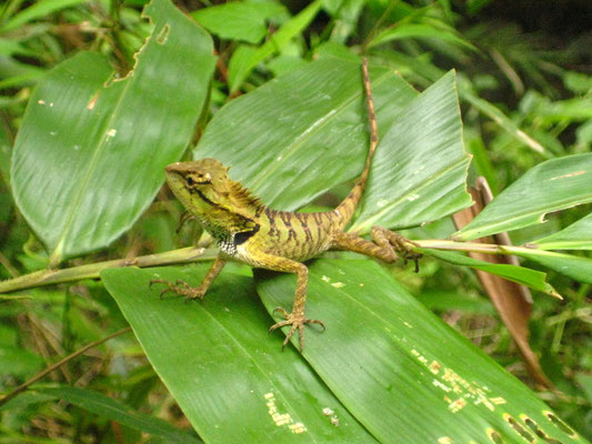 Khao Sok - National Park