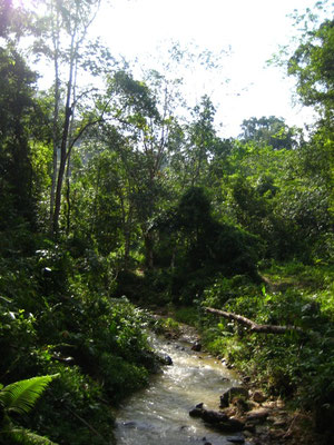 Khao Sok - National Park