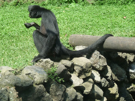 Sao Paulo - Zoo