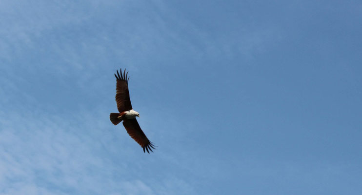 Langkawi-Adler