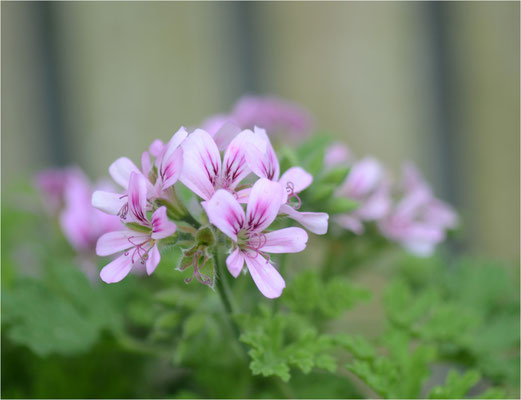 geranium.