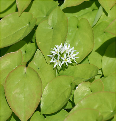 bärlauch und elfenblumenblätter.