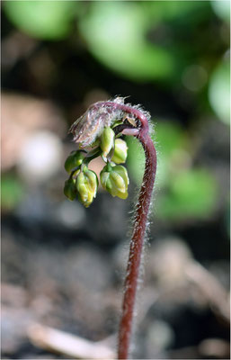 elfenblume (epimedium)