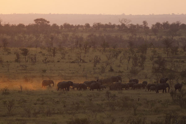 Olifanten op stap in het avondlicht, Elephants on the move