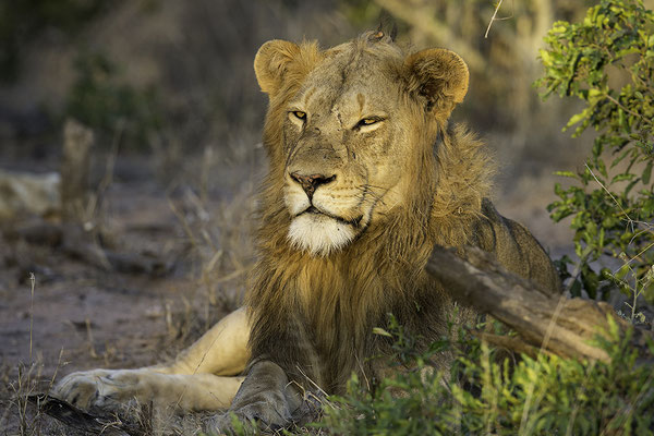 Mannetjes Leeuw in de avondzon, Male lion in the evening sun