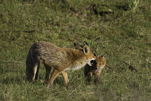Vos met vosje, Red Fox with young one