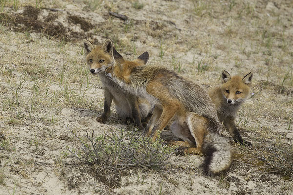 Vos met vosjes, Red Fox with young ones