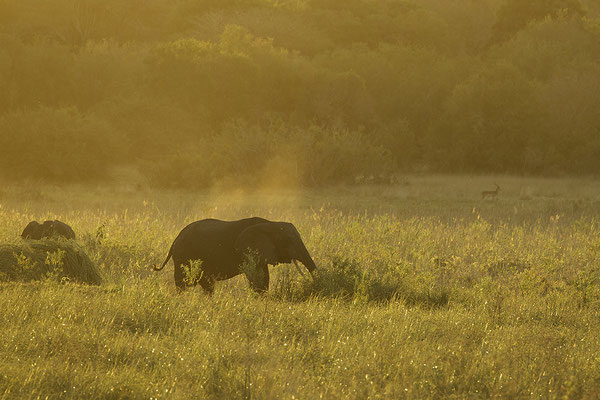 Olifant in avondlicht, Elephant in evening sun