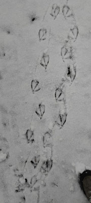 Spuren im Schnee entdecken 