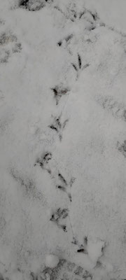 Spuren im Schnee entdecken 