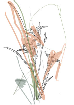 Lily 1 (Variation)