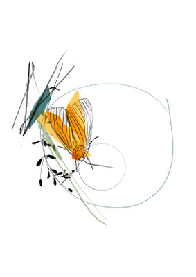 Moth