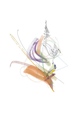 Bird 2