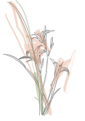 Lily 