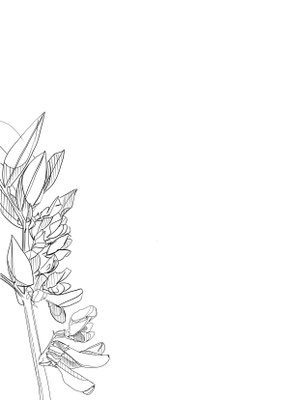 Laburnum (Side)