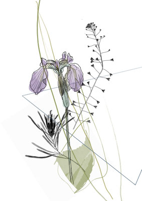 Iris
