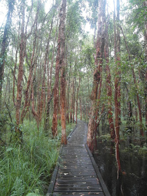 Botanischer Garten - Coffs Harbour - Februar 2015 