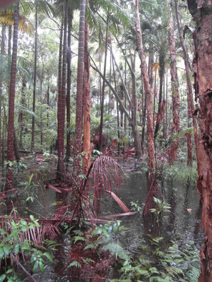 Botanischer Garten - Coffs Harbour - Februar 2015 