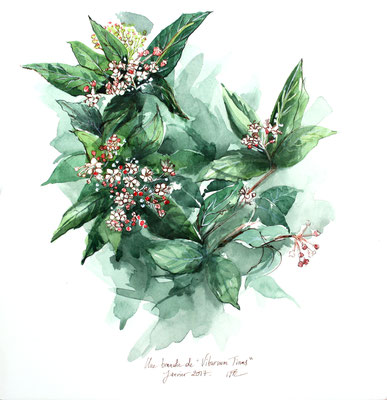 Viburnum Tinus