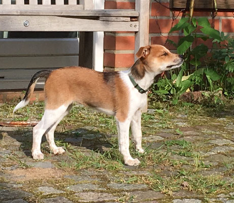 3 monatige zierliche Onni genießt die Sonne 