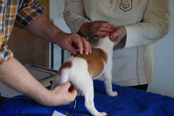 Oscar, 8 Wo. Zeit für die Kontrlle des Tierarztes, geimpft, gechipt und alles da wo`s sein musss!