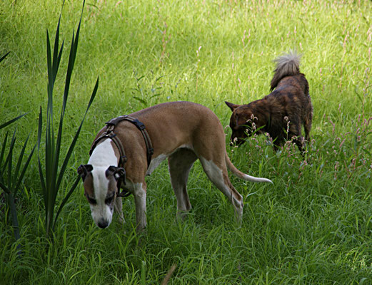 Auf der Wiese 