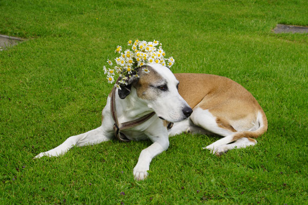 Zum 8. Geburtstag dürfen Blumen nicht fehlen