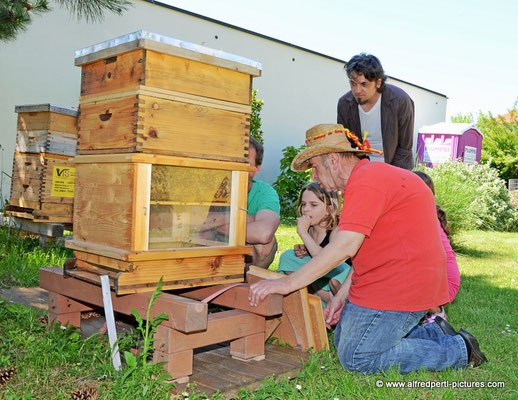 Tag des offenen Bienenstocks beim Fröhlichen Imker Anton Fröhlich in Spillern