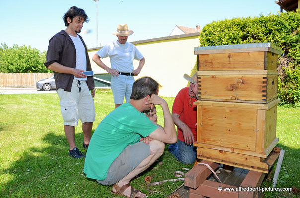 Tag des offenen Bienenstocks beim Fröhlichen Imker Anton Fröhlich in Spillern